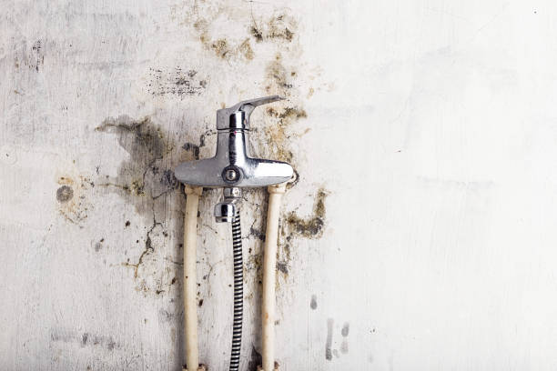 Best Certified Mold Removal  in St Andrews, SC