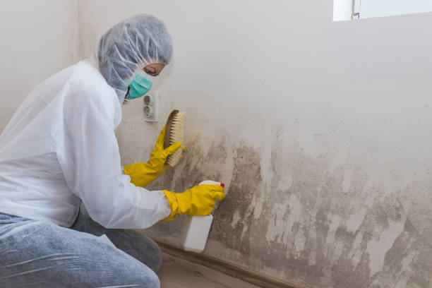 Mold Testing and Removal in St Andrews, SC
