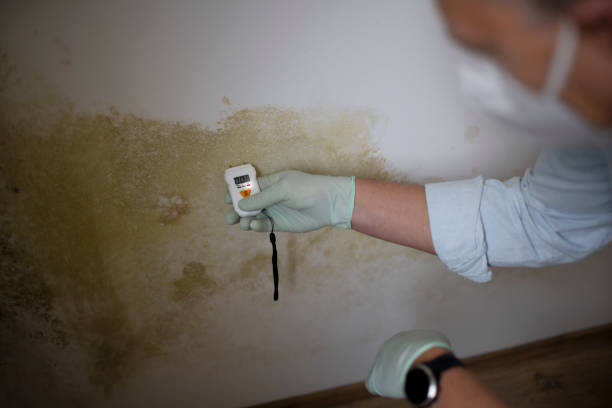 Best Mold Damage Repair  in St Andrews, SC